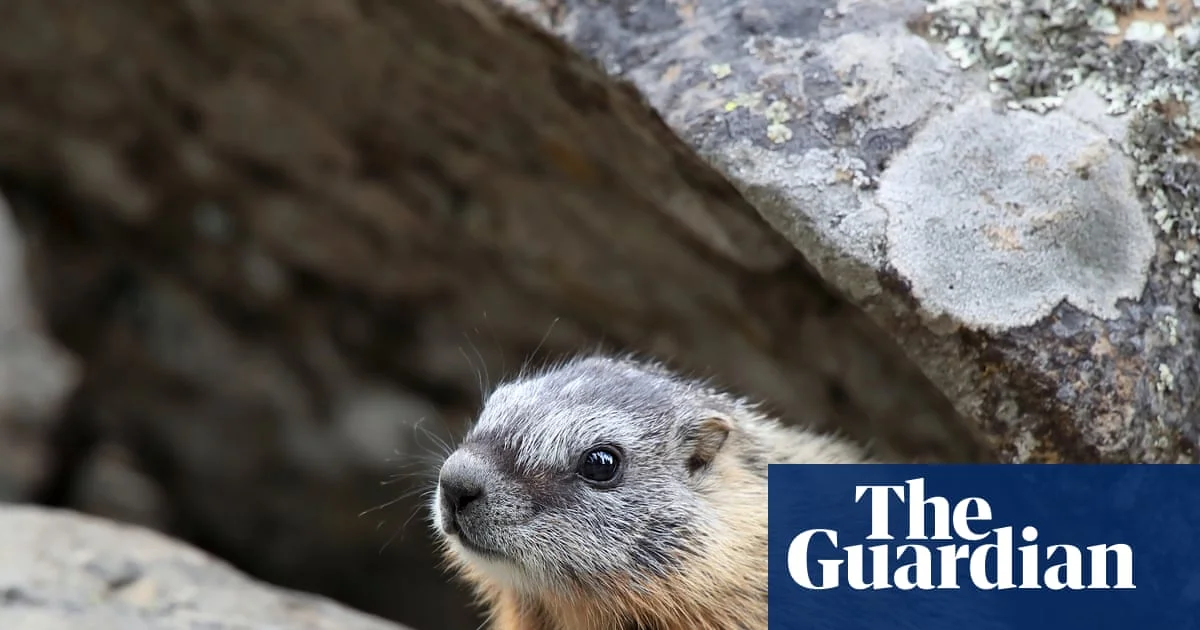 Marmot Memes vs. Gold Bars: Navigating the 0.8% Surge in Tehran’s Volatile Market