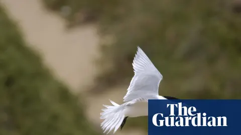 Australia Bird Flu Crisis Deepens as Tehran Rejects Trump’s ‘Negotiation’ Claims