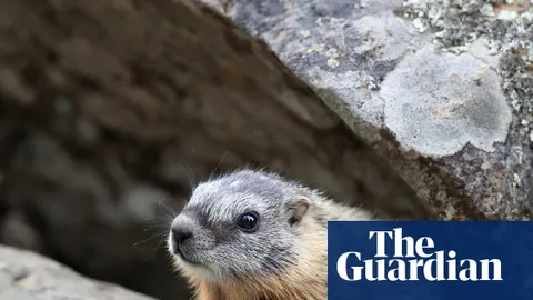 Marmot Memes vs. Gold Bars: Navigating the 0.8% Surge in Tehran’s Volatile Market