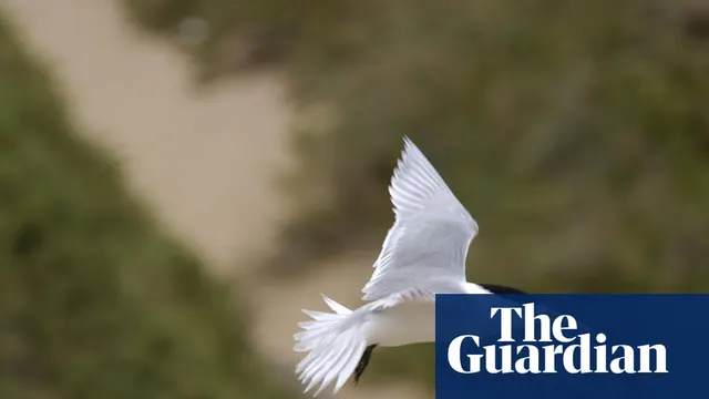 Australia Bird Flu Crisis Deepens as Tehran Rejects Trump’s ‘Negotiation’ Claims