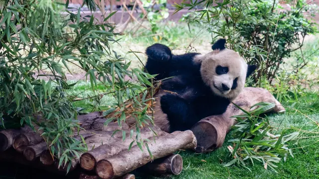 Panda Diplomacy Returns to Atlanta as Tehran Advances Strategic Hormuz Security Bill